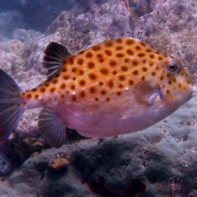 Anoplocapros inermis (Eastern Smooth Boxfish) at Merimbula, NSW - 10 Mar 2015 by rickcarey