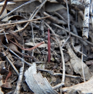 Corunastylis clivicola at Cook, ACT - 23 Jan 2018