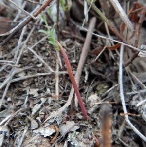 Corunastylis clivicola at Cook, ACT - 23 Jan 2018