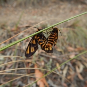 Amata (genus) at Aranda, ACT - 23 Jan 2018 08:09 AM