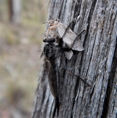 Cerdistus sp. (genus) (Slender Robber Fly) at Point 49 - 23 Jan 2018 by CathB