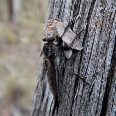 Cerdistus sp. (genus) (Slender Robber Fly) at Point 49 - 22 Jan 2018 by CathB