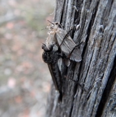 Cerdistus sp. (genus) at Point 49 - 23 Jan 2018 07:33 AM