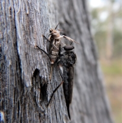 Cerdistus sp. (genus) at Point 49 - 23 Jan 2018 07:33 AM