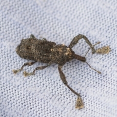 Orthorhinus cylindrirostris (Elephant Weevil) at Higgins, ACT - 24 Jan 2018 by AlisonMilton