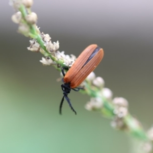 Porrostoma rhipidium at Higgins, ACT - 23 Jan 2018