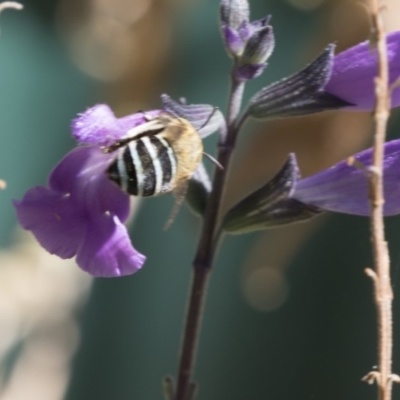 Amegilla (Zonamegilla) asserta (Blue Banded Bee) at Higgins, ACT - 19 Jan 2018 by Alison Milton