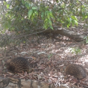 Tachyglossus aculeatus at Acton, ACT - 12 Jan 2018