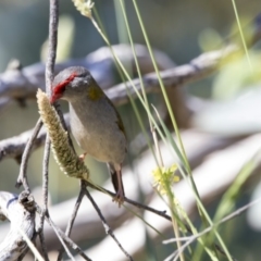 Neochmia temporalis (Red-browed Finch) at Fyshwick, ACT - 7 Dec 2017 by Alison Milton