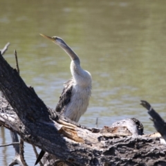 Anhinga novaehollandiae (Australasian Darter) at Fyshwick, ACT - 7 Dec 2017 by AlisonMilton