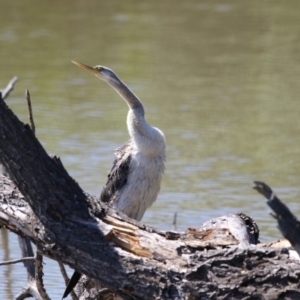 Anhinga novaehollandiae at Fyshwick, ACT - 7 Dec 2017