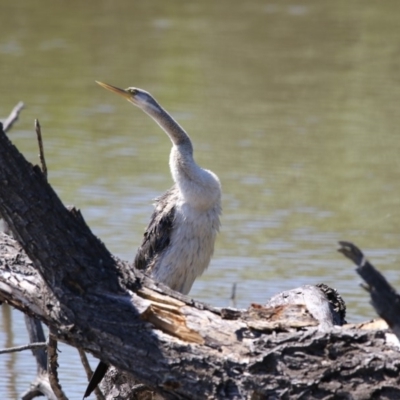 Anhinga novaehollandiae (Australasian Darter) at Fyshwick, ACT - 6 Dec 2017 by Alison Milton