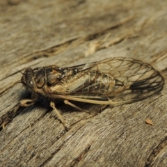 Myopsalta waterhousei (Smoky Buzzer) at Tharwa, ACT - 17 Dec 2017 by michaelb