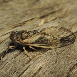 Myopsalta waterhousei at Tharwa, ACT - 17 Dec 2017