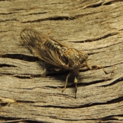 Myopsalta waterhousei at Tharwa, ACT - 17 Dec 2017