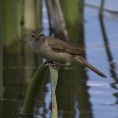 Acrocephalus australis (Australian Reed-Warbler) at Fyshwick, ACT - 7 Dec 2017 by Alison Milton