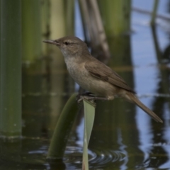 Acrocephalus australis at Fyshwick, ACT - 7 Dec 2017 09:04 AM