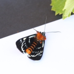 Phalaenoides glycinae (Grapevine Moth) at Higgins, ACT - 20 Jan 2018 by Alison Milton