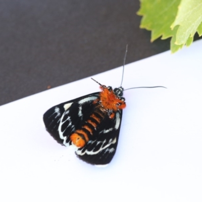 Phalaenoides glycinae (Grapevine Moth) at Higgins, ACT - 20 Jan 2018 by AlisonMilton