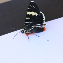 Phalaenoides glycinae at Higgins, ACT - 20 Jan 2018 01:10 PM