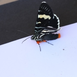 Phalaenoides glycinae at Higgins, ACT - 20 Jan 2018 01:10 PM