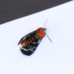 Phalaenoides glycinae at Higgins, ACT - 20 Jan 2018 01:10 PM