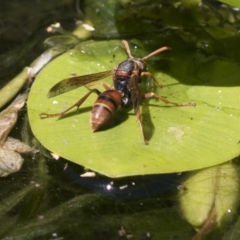 Polistes (Polistella) humilis (Common Paper Wasp) at Higgins, ACT - 20 Jan 2018 by AlisonMilton