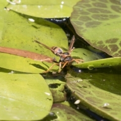 Polistes (Polistella) humilis at Higgins, ACT - 20 Jan 2018 01:48 PM