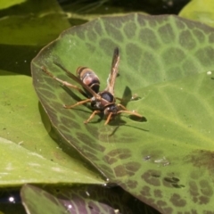 Polistes (Polistella) humilis at Higgins, ACT - 20 Jan 2018 01:48 PM