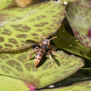 Polistes (Polistella) humilis at Higgins, ACT - 20 Jan 2018