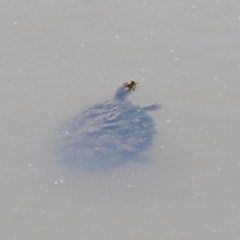 Emydura macquarii (Macquarie Turtle) at Jerrabomberra Wetlands - 12 Dec 2017 by AlisonMilton