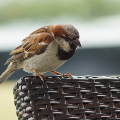 Passer domesticus (House Sparrow) at Parkes, ACT - 24 Jan 2018 by Tammy