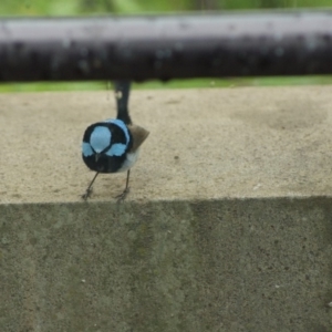 Malurus cyaneus at Parkes, ACT - 24 Jan 2018 12:48 PM