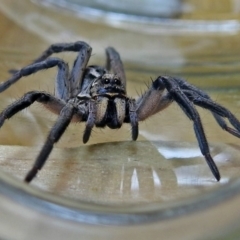 Tasmanicosa godeffroyi (Garden Wolf Spider) at Macarthur, ACT - 23 Jan 2018 by RodDeb