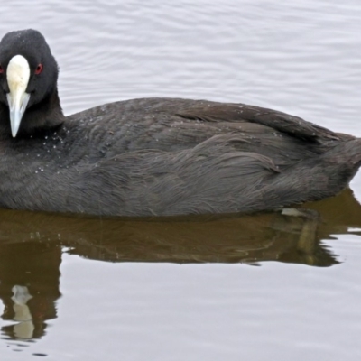 Fulica atra (Eurasian Coot) at Bonython, ACT - 24 Jan 2018 by RodDeb