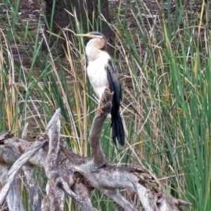 Anhinga novaehollandiae at Bonython, ACT - 24 Jan 2018