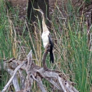 Anhinga novaehollandiae at Bonython, ACT - 24 Jan 2018