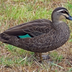 Anas superciliosa at Bonython, ACT - 24 Jan 2018 11:25 AM