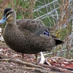 Anas superciliosa at Bonython, ACT - 24 Jan 2018