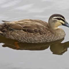 Anas superciliosa at Bonython, ACT - 24 Jan 2018