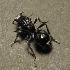 Bothriomutilla rugicollis (Mutillid wasp or velvet ant) at Paddys River, ACT - 24 Dec 2017 by MichaelBedingfield