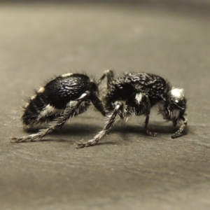 Bothriomutilla rugicollis at Point Hut to Tharwa - 24 Dec 2017