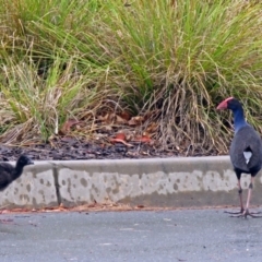 Porphyrio melanotus (Australasian Swamphen) at Bonython, ACT - 24 Jan 2018 by RodDeb