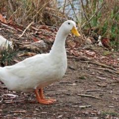 Anas platyrhynchos (Mallard (Domestic Type)) at Bonython, ACT - 24 Jan 2018 by RodDeb