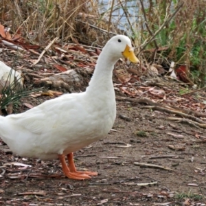 Anas platyrhynchos at Bonython, ACT - 24 Jan 2018 11:17 AM