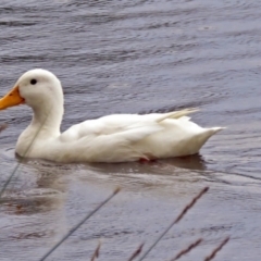 Anas platyrhynchos at Bonython, ACT - 24 Jan 2018 11:17 AM