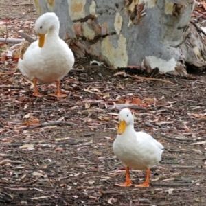 Anas platyrhynchos at Bonython, ACT - 24 Jan 2018 11:17 AM