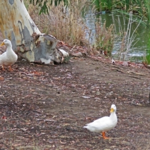 Anas platyrhynchos at Bonython, ACT - 24 Jan 2018 11:17 AM