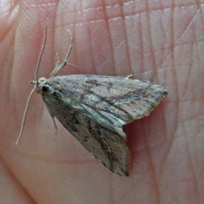 Lophotoma metabula (A Erebid moth) at Greenway, ACT - 24 Jan 2018 by RodDeb