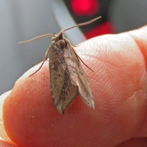 Lophotoma metabula at Greenway, ACT - 24 Jan 2018